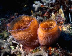 This shot was taken in Cozumel. I was first attracted to ... by Robyn Churchill 